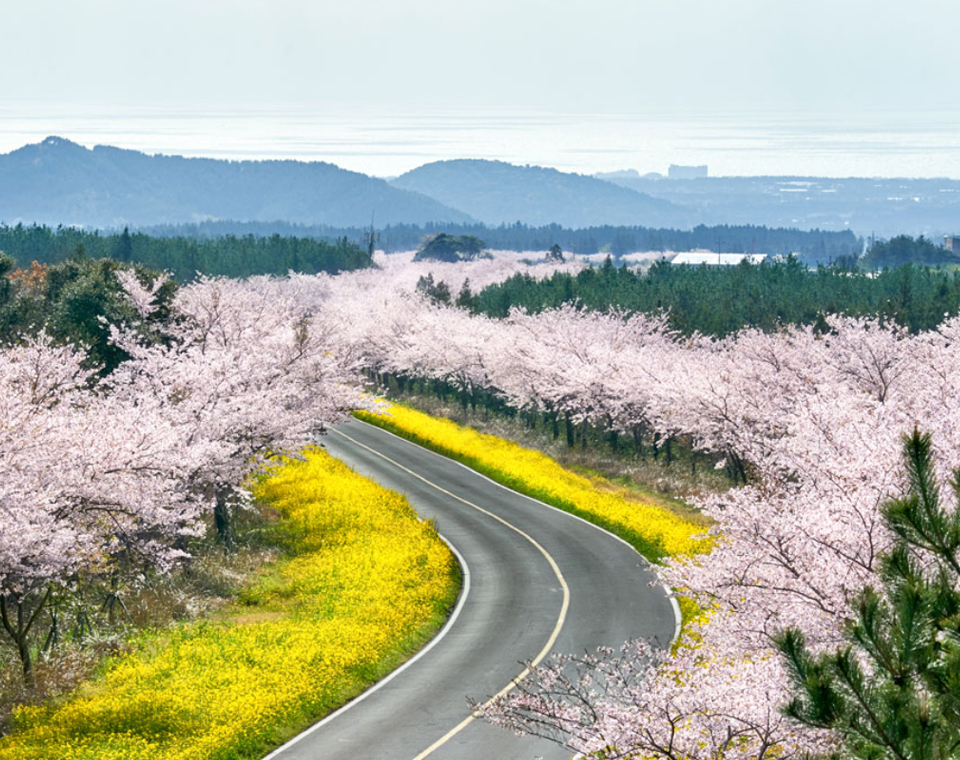 Jeju-Trip